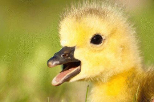 Sloth (USA-2) : Baby Goose!